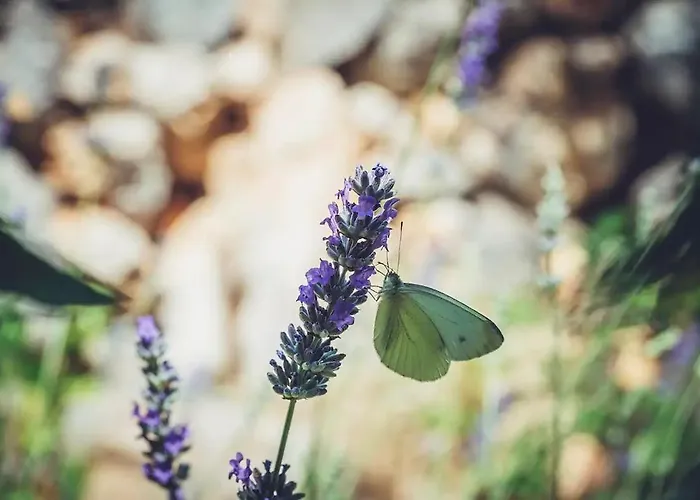 Robinson Haus Ivan No Electricity 木屋